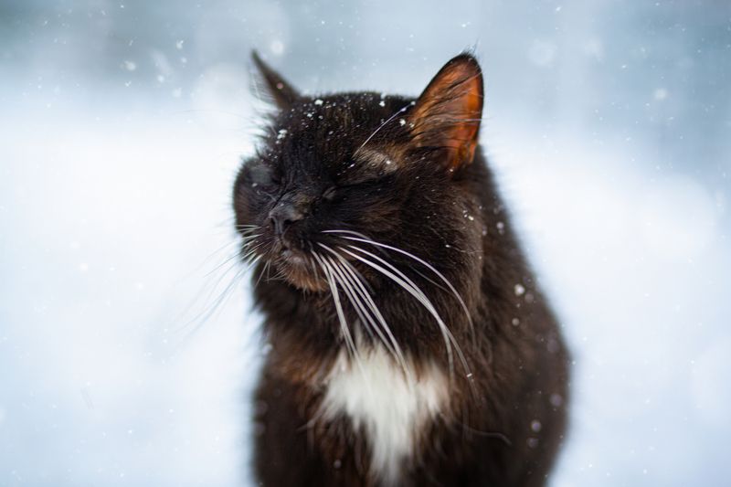 Коша Масяphoto preview