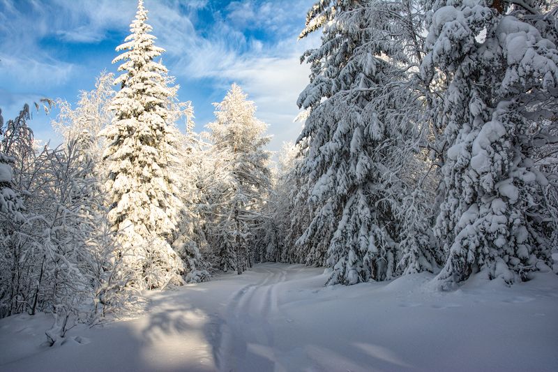 Зимний деньphoto preview