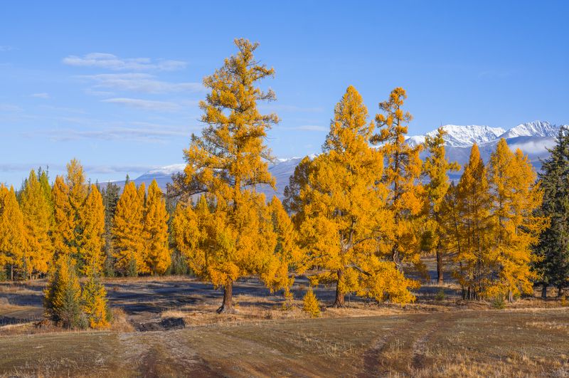 россия, горный алтай,осень,утро, лиственницы В солнечном светеphoto preview