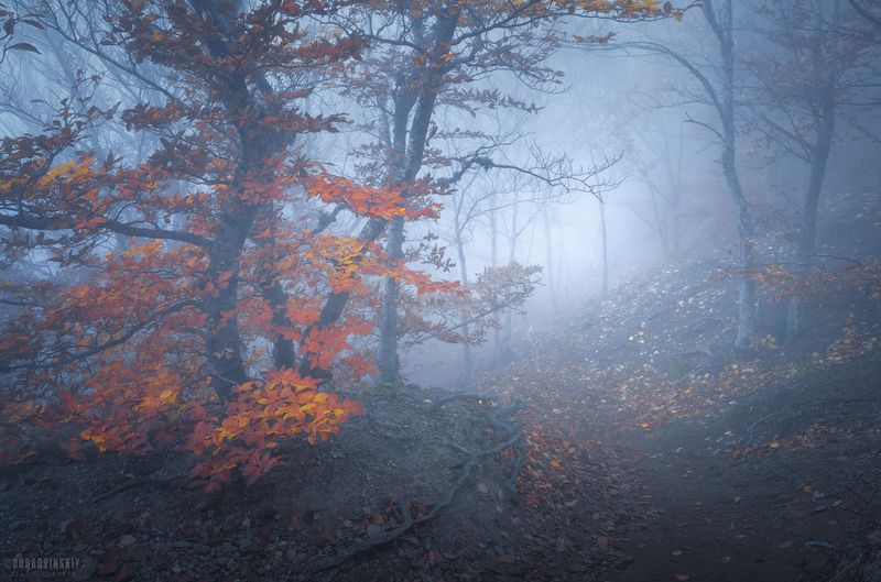 крым, демерджи, туман, осень, горы Тропа в туманеphoto preview