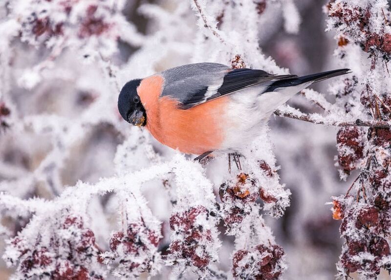 птица, снегирь, самец, зима, Снегирь.photo preview