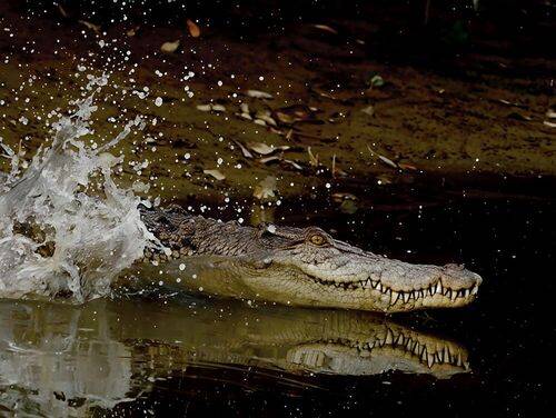 The Living Sundarbans