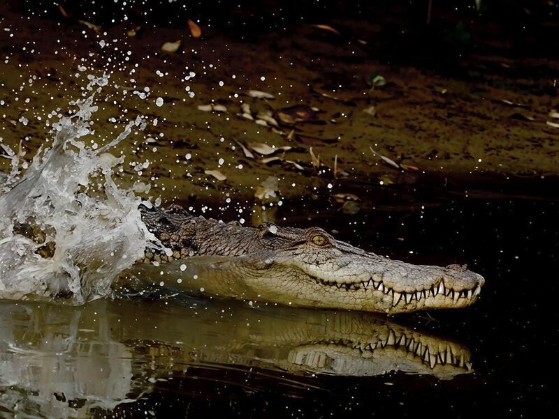 The Living Sundarbansphoto preview