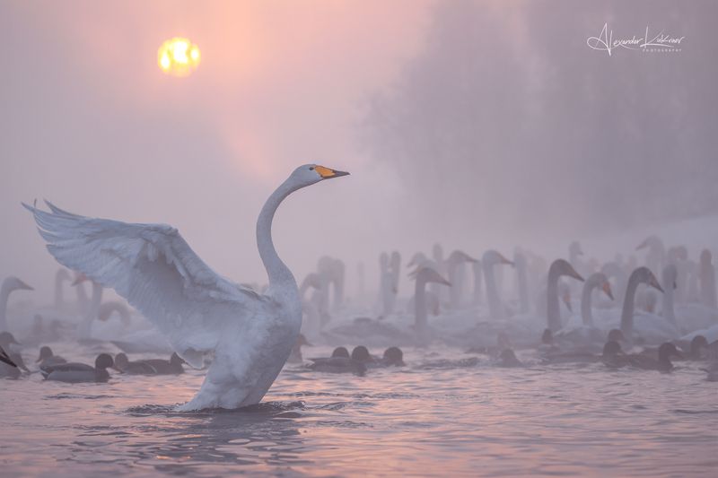 лебеди,алтай,зима Алтайское утро...photo preview