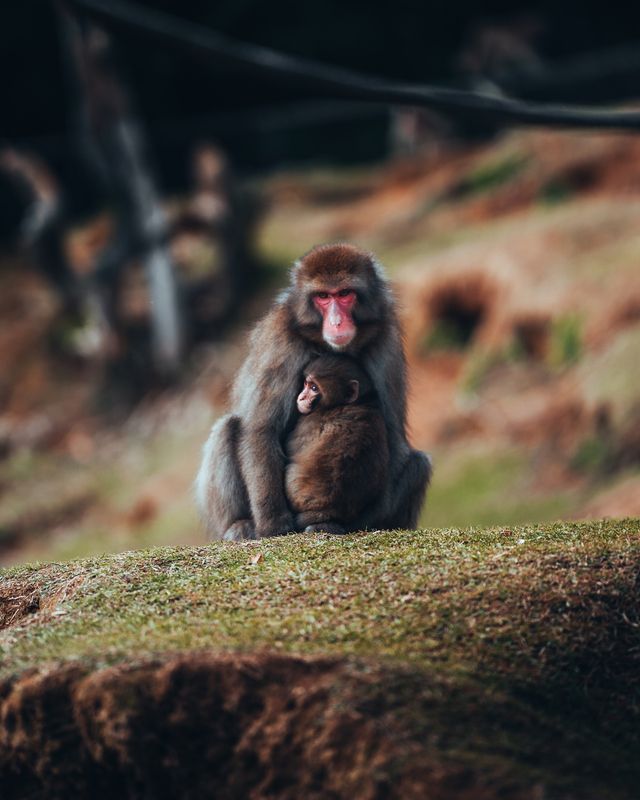 monkey, макака, wildlife, дикая природа, nature, природа, animal, животные, baby, детеныш, mother, мать, family, семья, mountain, гора, tree, дерево, forest, лес, portrait, портрет, closeup, крупный план, eyes, глаза, gaze, взгляд, curiosity, любопытство, Cute monkeysphoto preview