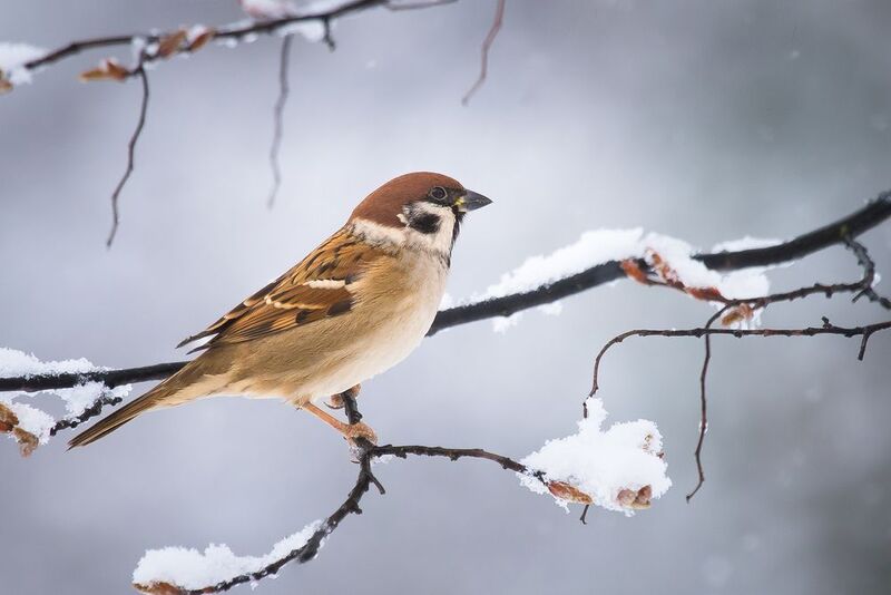 Sparrowphoto preview