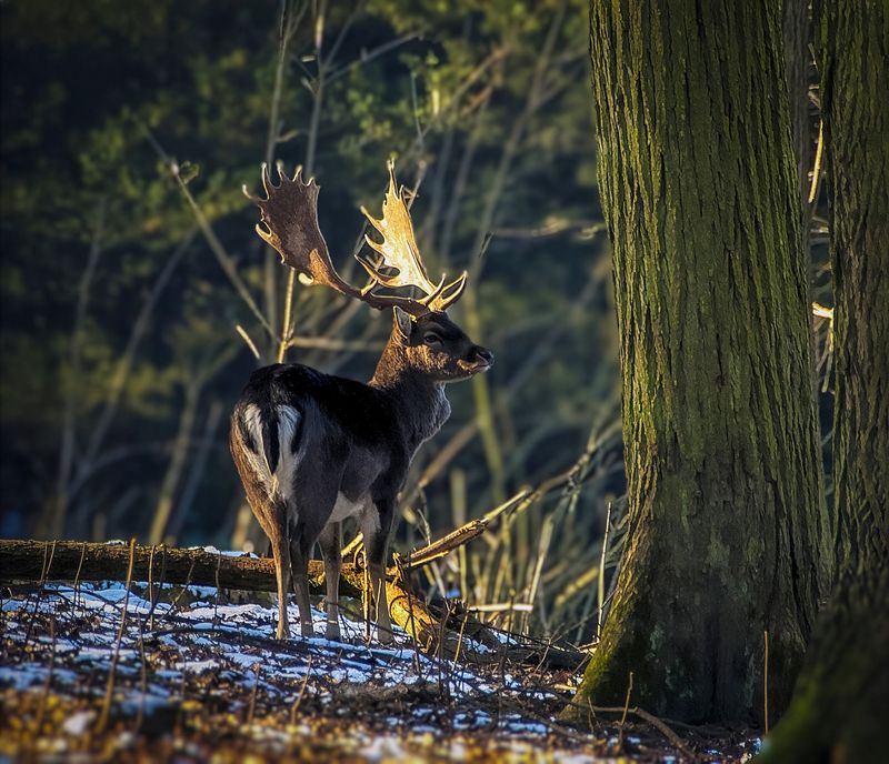 В лесу.photo preview