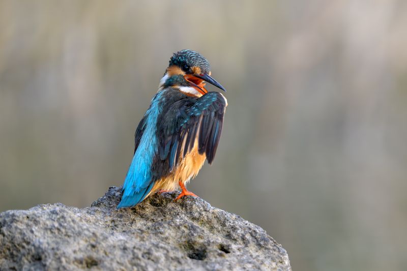 птица, фотоохота, зимородок, природа, фауна Зимородокphoto preview