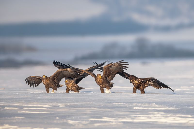 Три мушкетераphoto preview