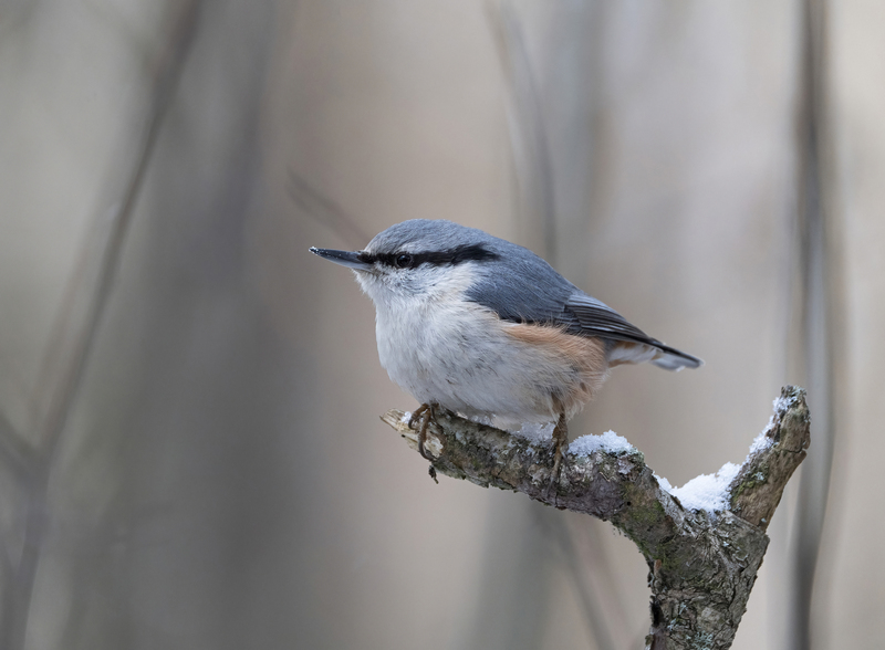птицы,природа, зима Поползеньphoto preview