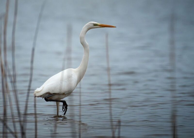 большая белая цапля, great egret, Ardea alba, heron, водоплавающая птица, wildlife, birdwatching, nature, bird photography Большая белая цапля photo preview