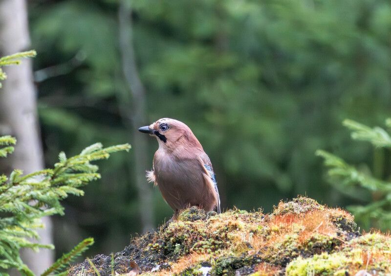 Сойкаphoto preview