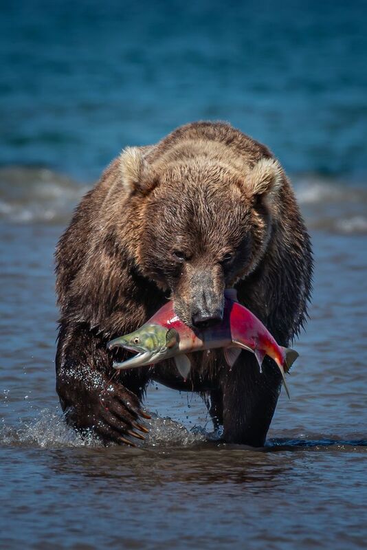 Камчатка Добычаphoto preview