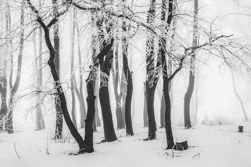 зима деревья иней снег туман Застыли в инее деревьяphoto preview