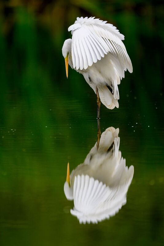 Зеркальный баланс фото превью