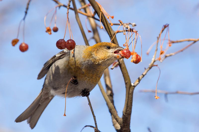 Щур фото превью