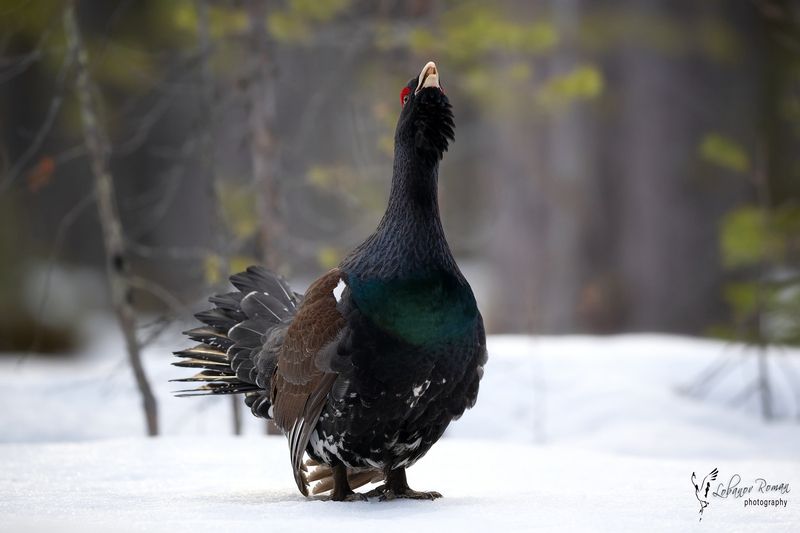 Очень важная птица! фото превью