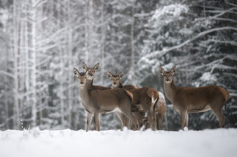 животные, олень, благородный олень, зима, лес, фотоохота, взгляд, wildlife, animals, nature, deer Благородные олени и снежный бор фото превью