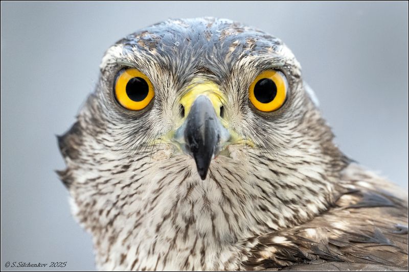 Посмотри в мои глаза... фото превью