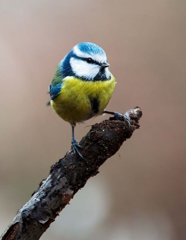 Лесная жемчужинаphoto preview