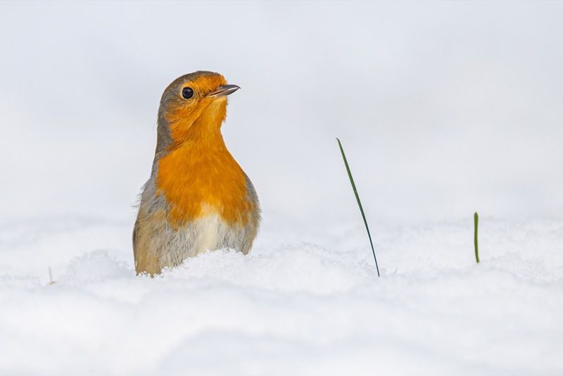 зарянка, малиновка, птицы, зима Малиновкаphoto preview