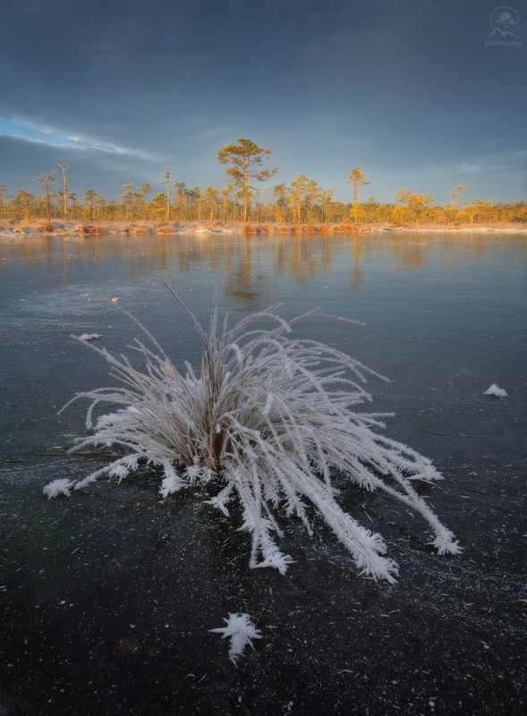 ленобласть, болото На болоте зима фото превью
