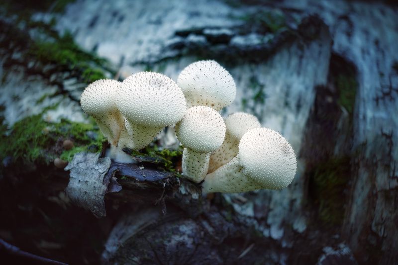 грибы, лес Грибочкиphoto preview