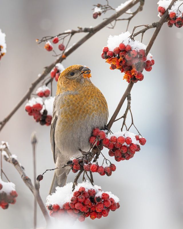 щур, рябина, птицы photo preview