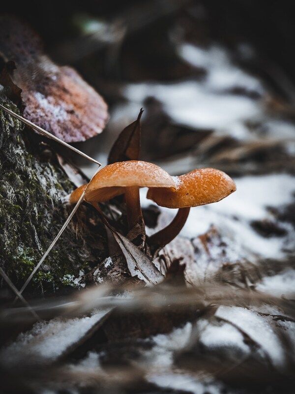 Грибы в декабреphoto preview