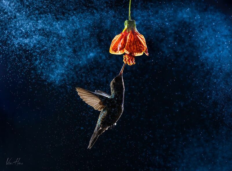 Flight in the darkphoto preview