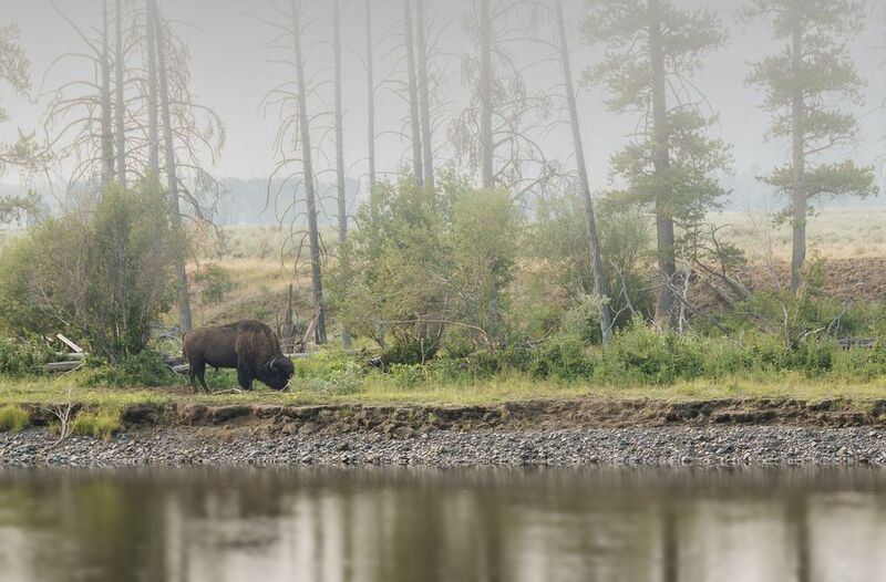 bison, yellowstone, river, fog Foggy day on the yellowstone riverphoto preview
