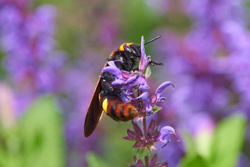 сколия, сколия пятнистая, сколия гигант,  Сколия гигантphoto preview