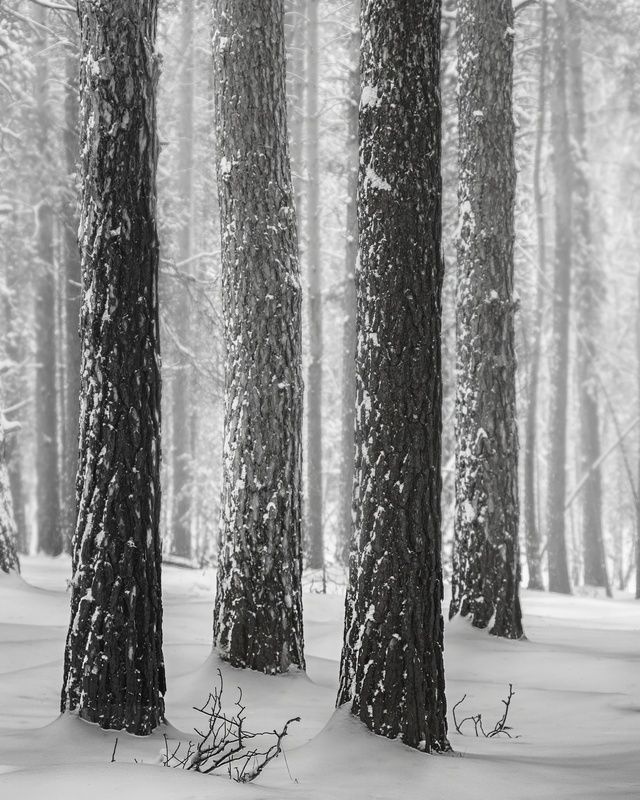 зима, лес, пейзаж, монохром, черно-белый пейзаж, туман, снег Ритм 2photo preview