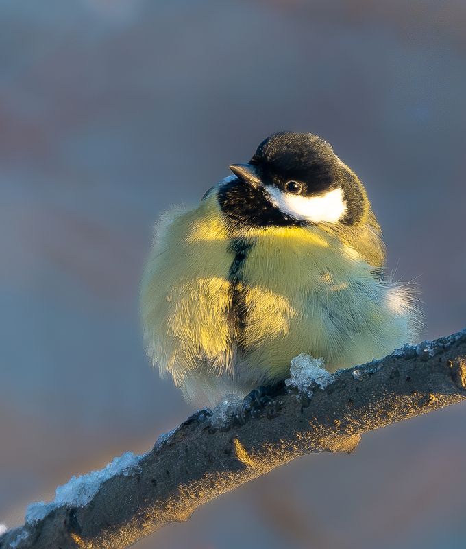 Портретphoto preview