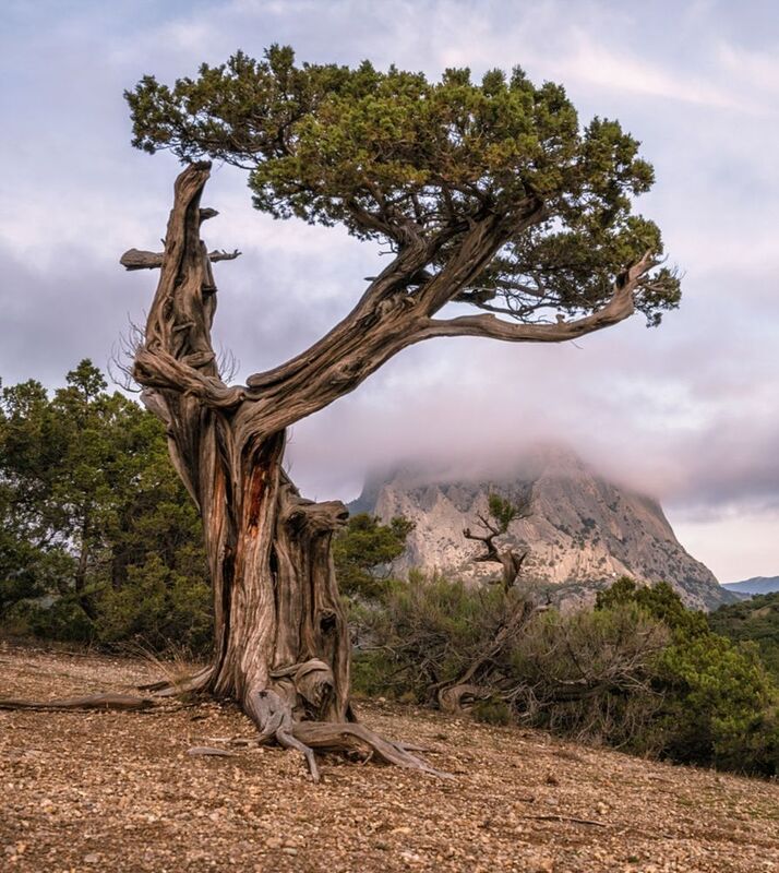 крым, новый свет, можжевеловая роща, вечер, декабрь Выражающий почтительностьphoto preview