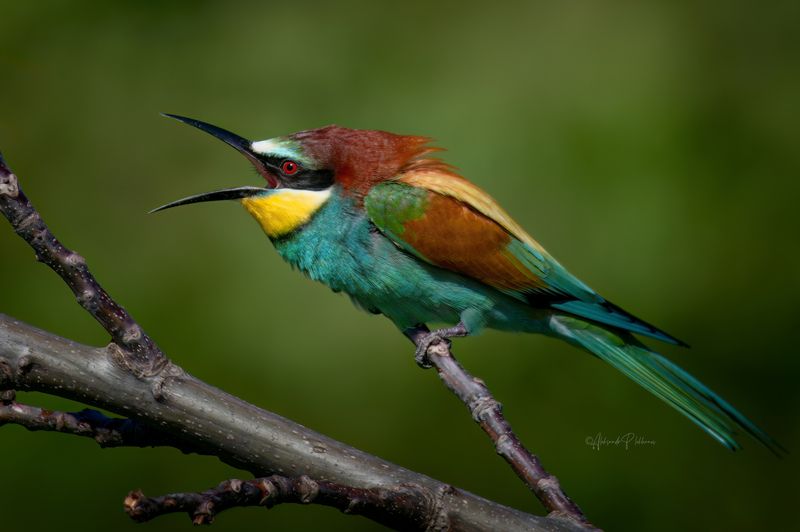 живая_природа Сердитый фото превью