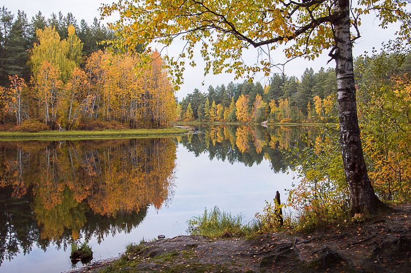 природа, пейзаж, осень, сентябрь, октябрь, лес, республика коми, сыктывкар photo preview