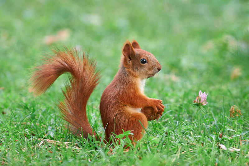 белка, scribus vulgaris,  #photo preview