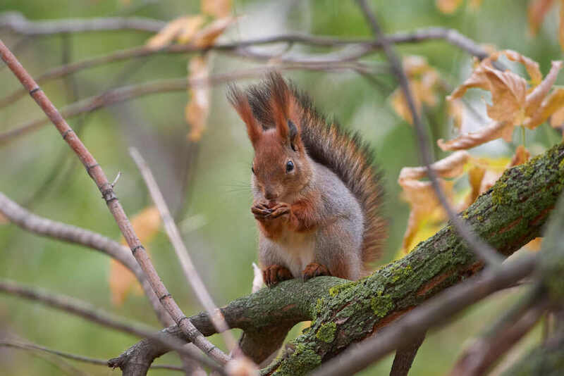 белка, scribus vulgaris,  #photo preview