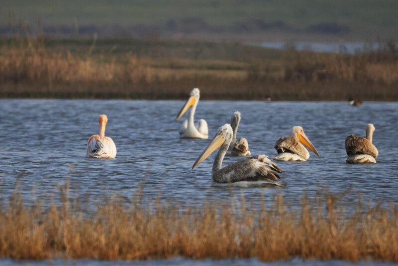 пеликаны,озеро аджи папас,дагестан, *** фото превью