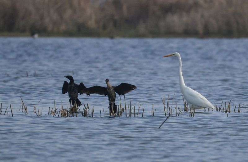 бакланы,белая цапля,озеро аджи папас,дагестан, Разговоры.. фото превью