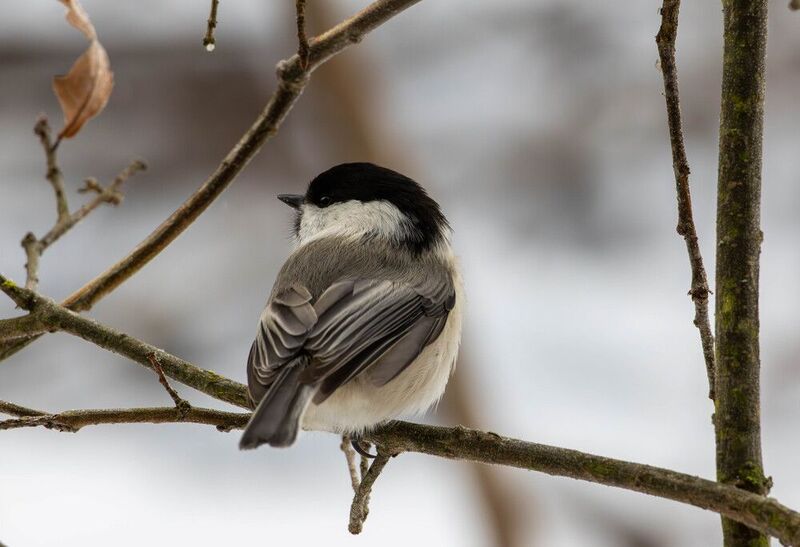 Пухлякphoto preview
