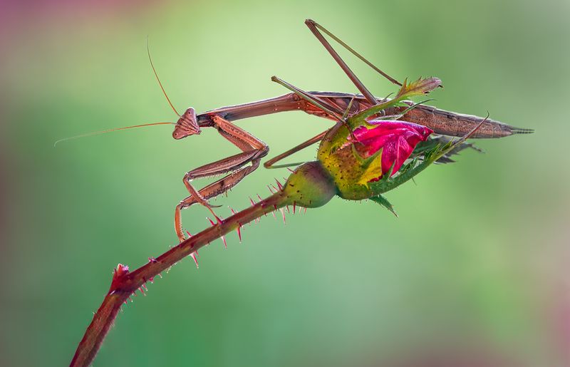 mantis, praying mantis, insect, bug, macro, branch, sunset, nature, wild, moody, dusk, The guardian фото превью