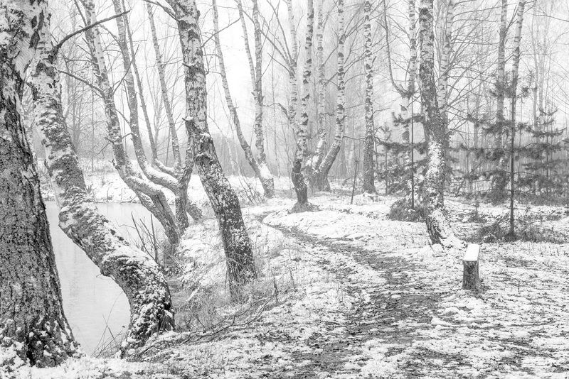 снег березы танец припорошило лукново Белый танец.photo preview