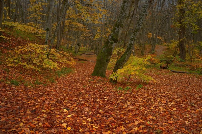 осень листва утро лес Осеннее утроphoto preview