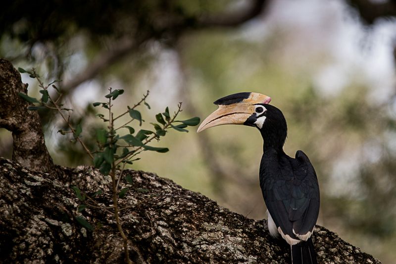 птица-носорог, птица, Шри-Ланка птица-носорог фото превью