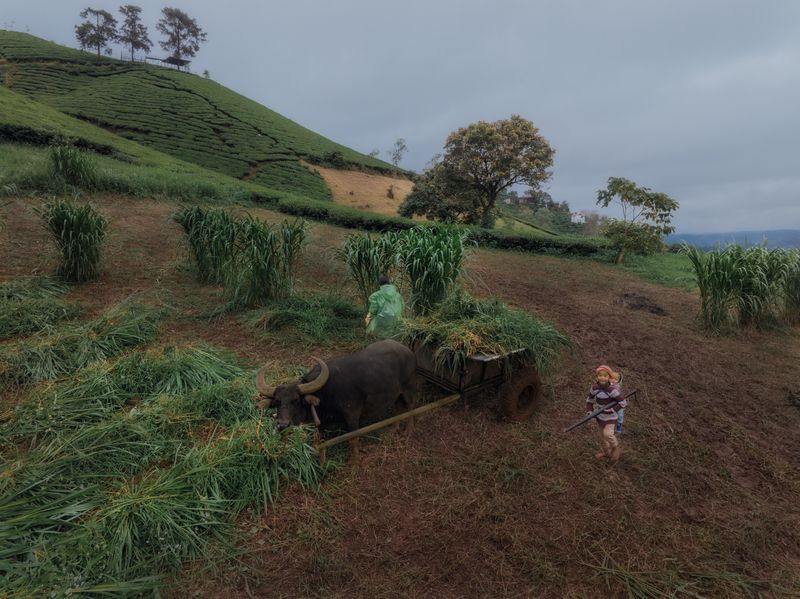 Вьетнам путешествие Сельскохозяйственные работы, или Фото о наблюдателях, которые наблюдали, как за ними наблюдаютphoto preview