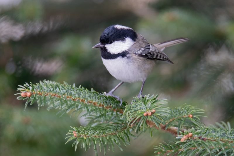 московка,periparus ater,владикавказ Московка (лат. Periparus ater)photo preview