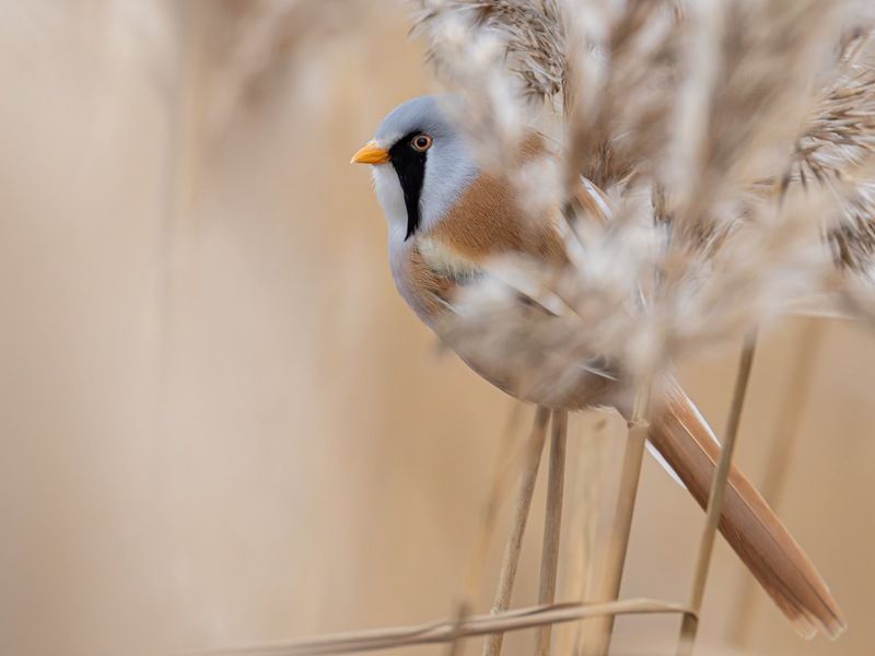 усатая синица, синица, птицы Усатая синицаphoto preview