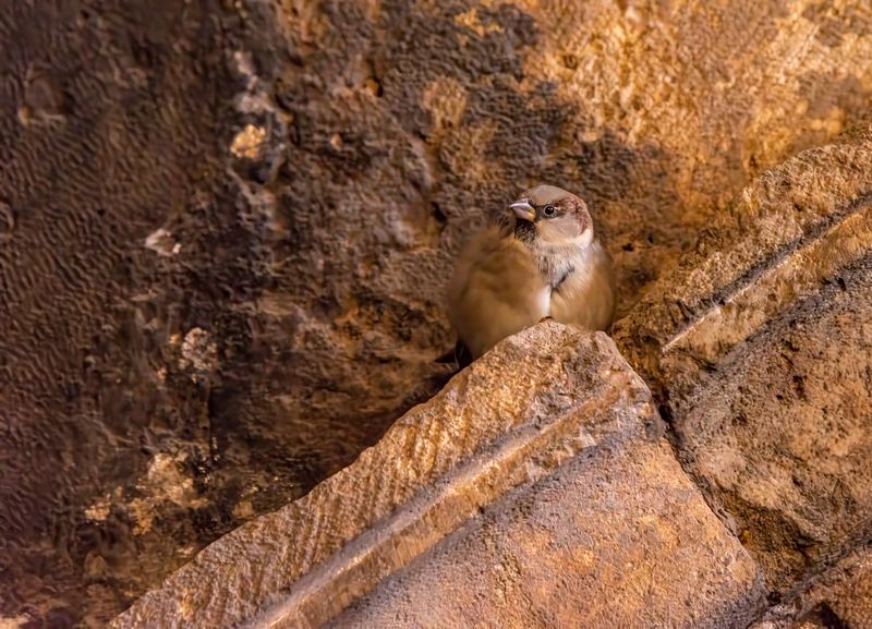Иерусалимский воробейphoto preview